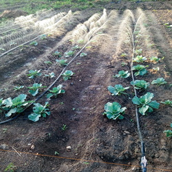 CAFAB été 2024 parcelles élevage et maraîchage